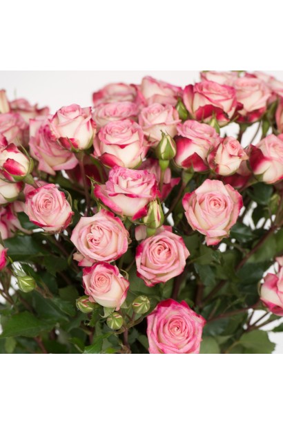 Rosa Safina Spray Rose з рожевим кантом на пелюстках